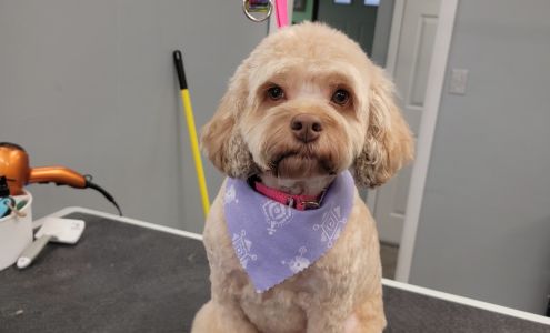 Baths Bows and Biscuits Pet Spaw