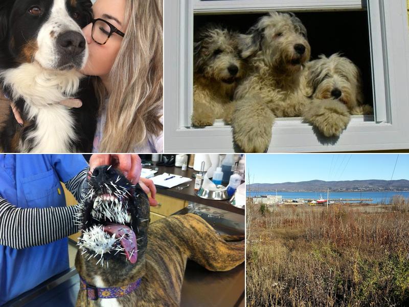 Clinique Vétérinaire de Gaspé