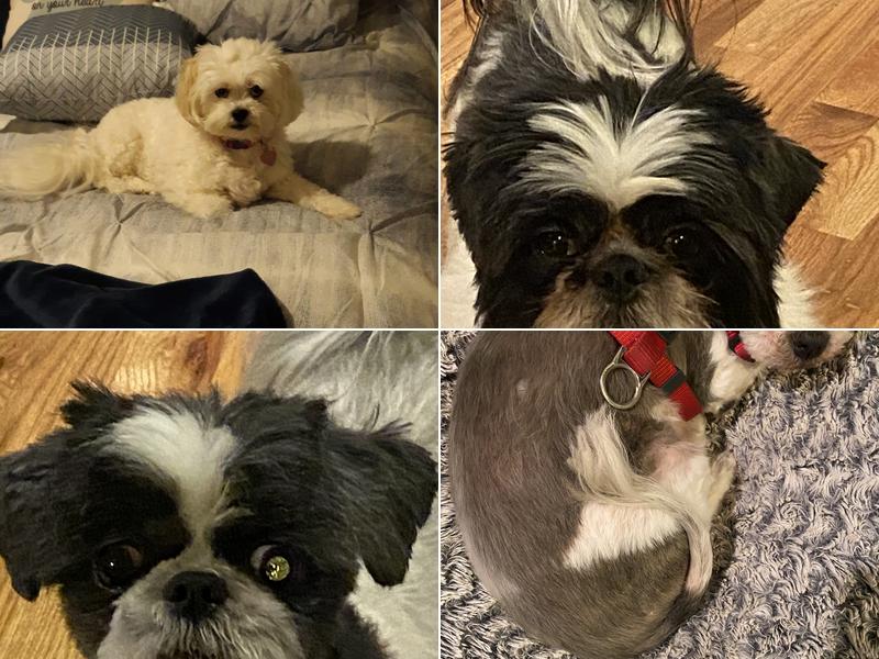 A Taylored Touch Bathing and Grooming