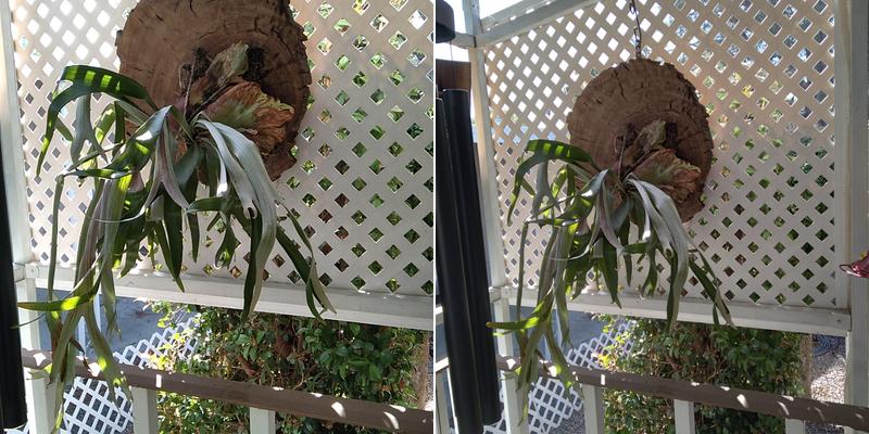 Red Tail Flowers and Nursery