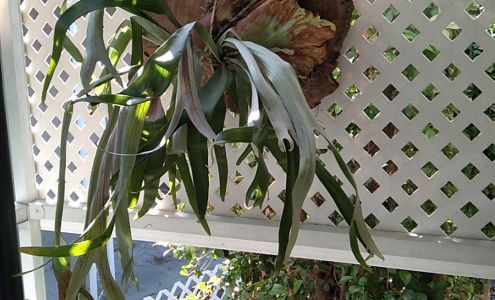 Red Tail Flowers and Nursery
