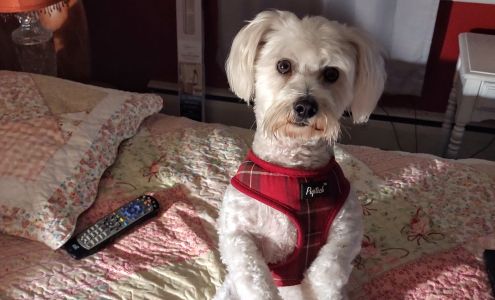 Shelly’s Pampered Paws 225 Red School Ln, Kellogg Minnesota 55945