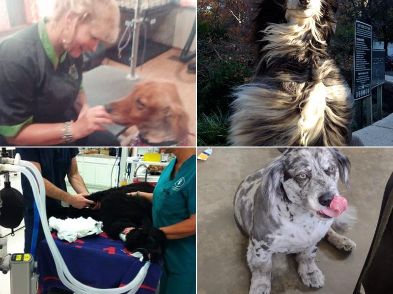 Riverbank Tails Grooming