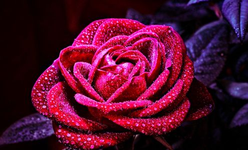 Grizel's Flower & Gift Shop