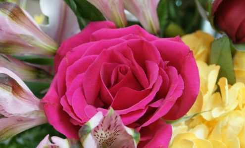 Red Rose - Flowers, Gifts, & More