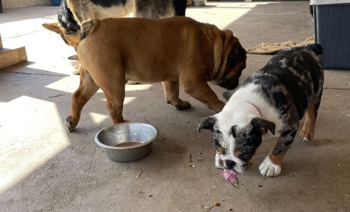 Priscilla Does Flowers