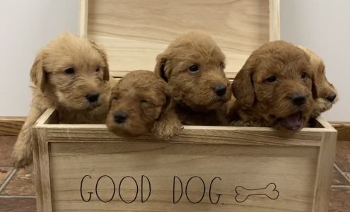 Adorable Doodle Pups 30 Basket St, Huntington Massachusetts 01050