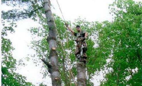 AAA Tree Service