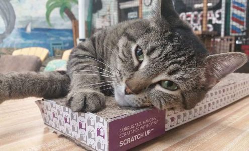 The Palms Barber Shop 2456 US-17 BUS, Murrells Inlet South Carolina 29576