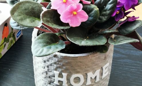 Blooming Bouquet Flowers & Gifts 62 Brunetville Rd, Kapuskasing Ontario P5N 2G3