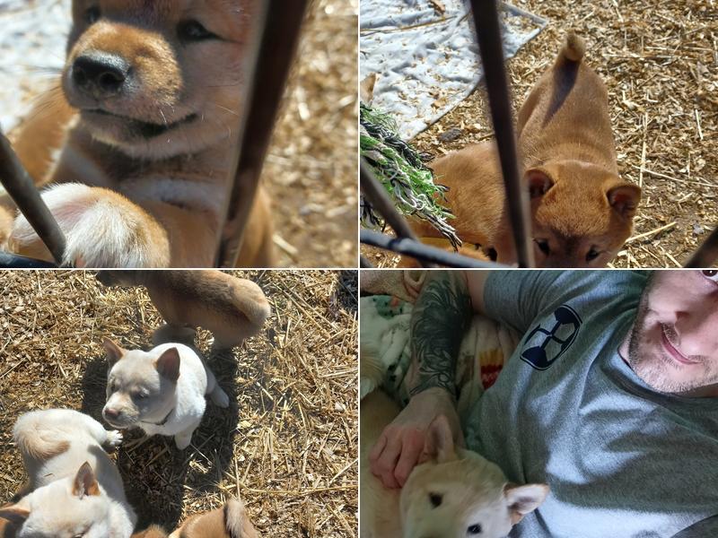 Dustys puppy pad and bath