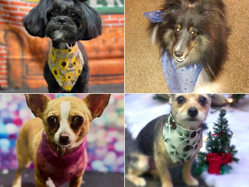 Bark Bath and Beyond Dog Grooming