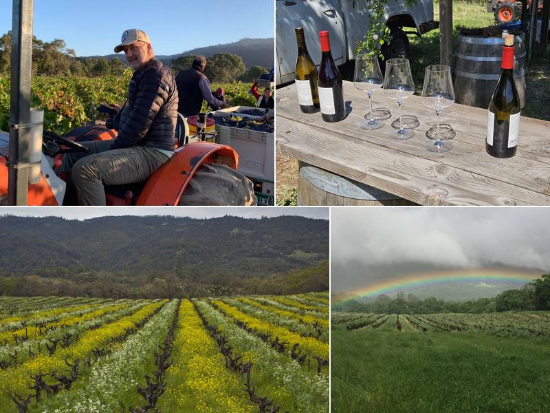 Bucklin Old Hill Ranch Vineyards