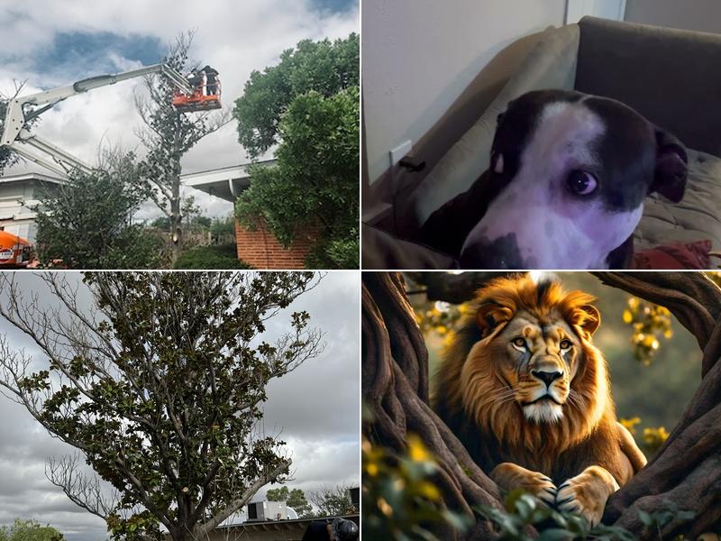 Lion In The Tree Trimming Services