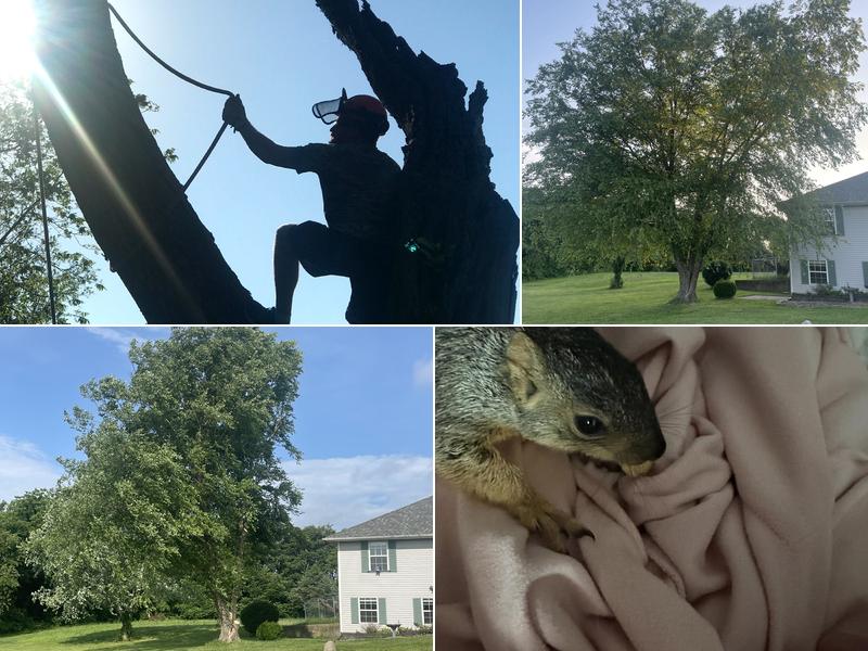 Hawkins Tree Service LLC