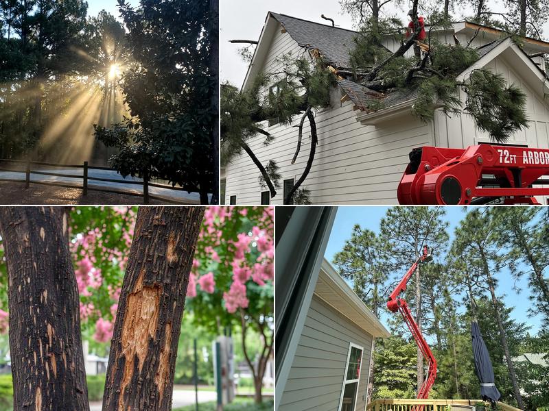 Dave's Tree Service, LLC