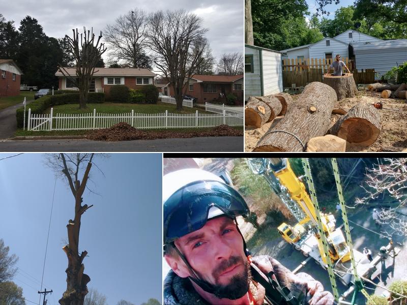 Carolina Tree expert