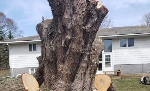 High Performance Tree Services, Inc 571 US-10, Scottville Michigan 49454
