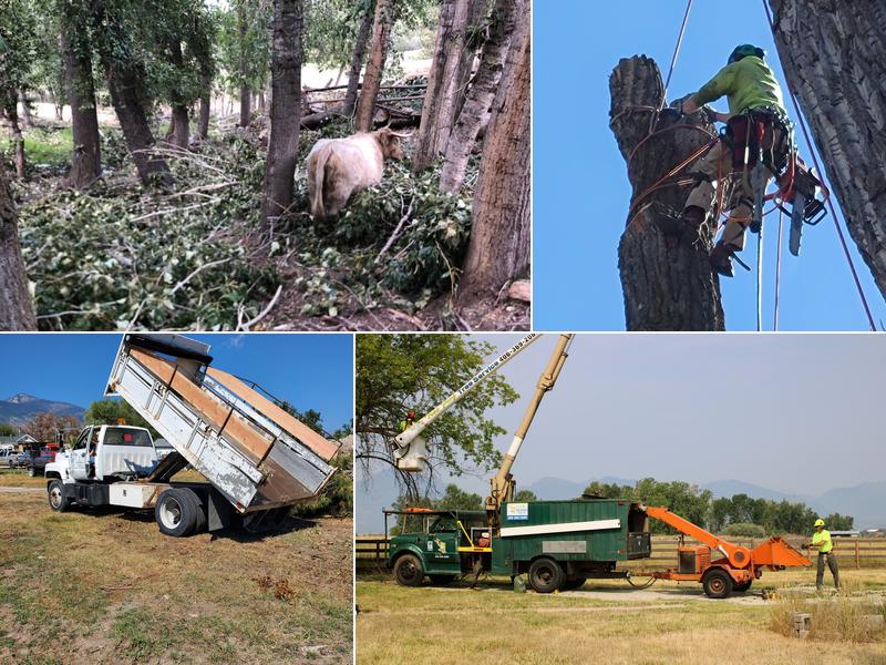 Tree Frog Tree Service, Inc