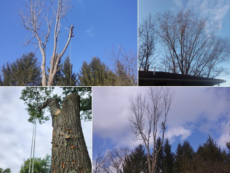 Ken Goodrum Tree Trimming Removal.