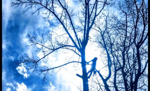 Twin Pine Tree Service & Lawn Care 41 Johnson Dr, Cumberland Virginia 23040