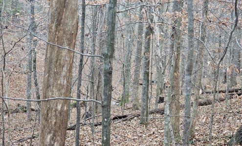 Wildling's Tree & Landscaping LLC