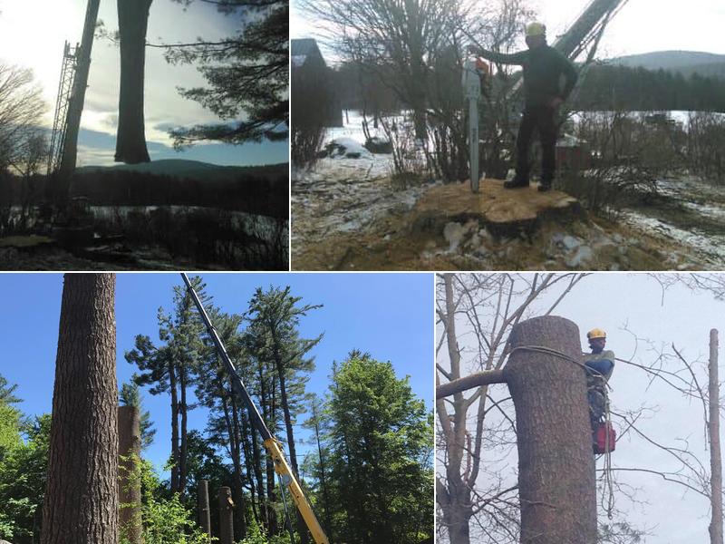 Gallagher Tree Service