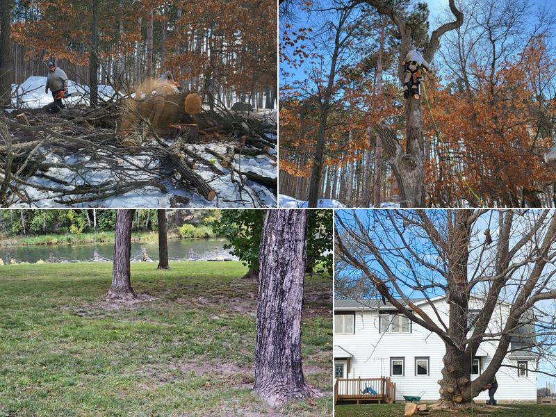 Platinum Tree Services