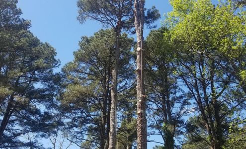 York Tree Service 24 Sweet Gum Ln, Glenwood Arkansas 71943