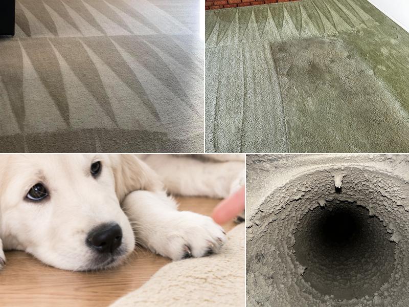 Huskie Carpet Cleaning