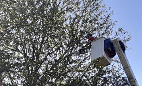 Grossman Tree Service 9211 W Hopewell Rd, Holton Indiana 47023