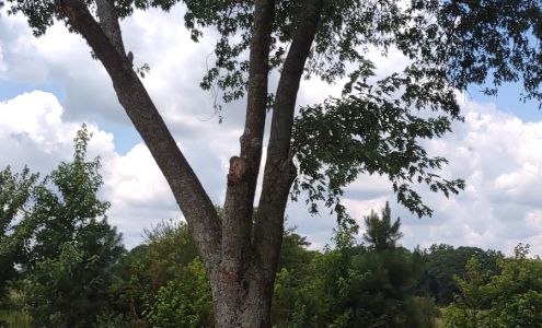 Ed's tree removal