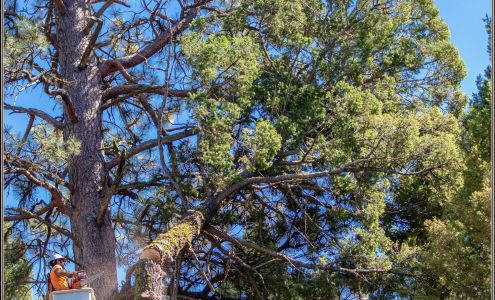 Bechtel Tree Service 122 Simms Ashuelot Rd, Simms Montana 59477