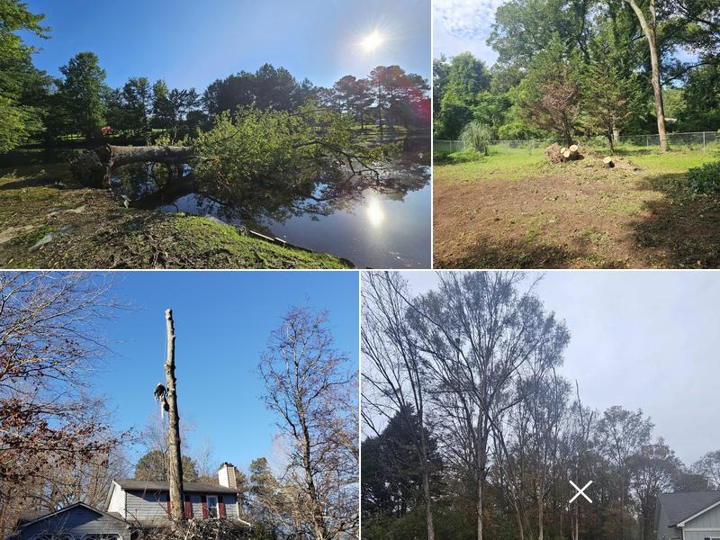 Georgia Tree Removal