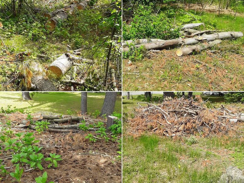 Maguire's Tree Service