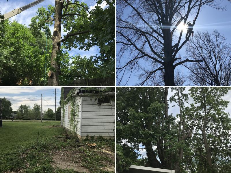 Mullins Tree Service llc