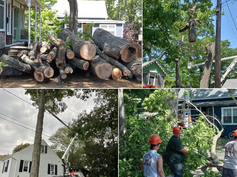 Jackson's Tree Service