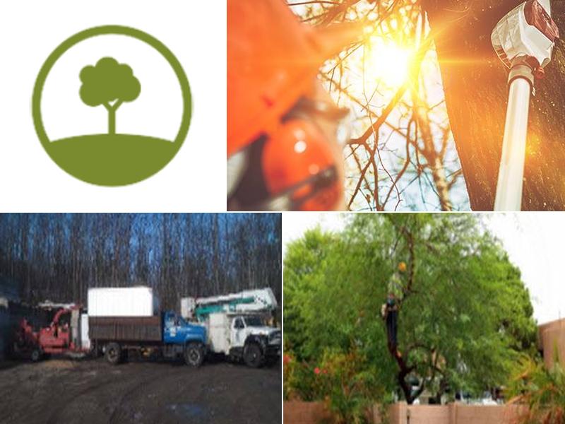 Souliere & Son Tree Specialists