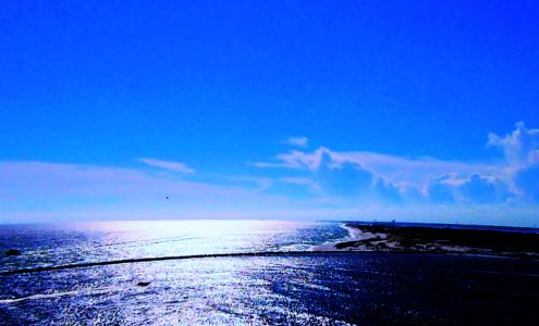 DRONE Bear Photography