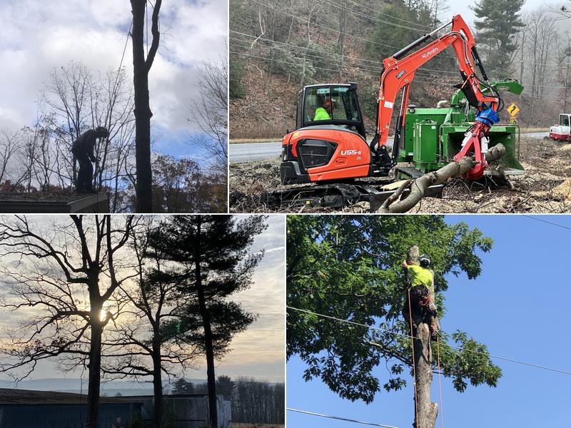 Hadesty Tree Service