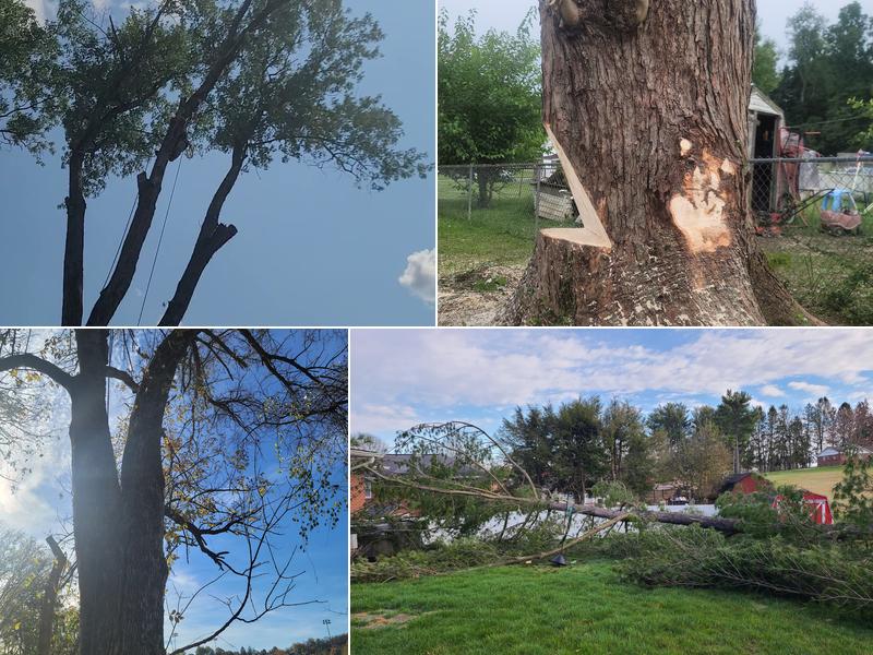 Top Notch Tree Solutions