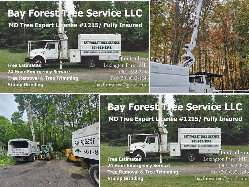 Bay Forest Tree Service LLC