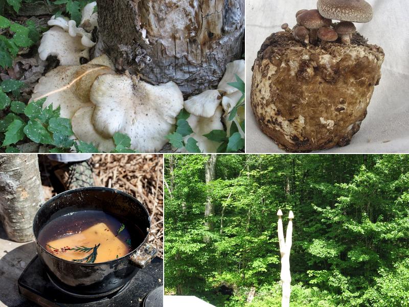 Wichland Woods Carpentry, mushrooms and Guide service