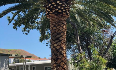 Francisco's Tree Services