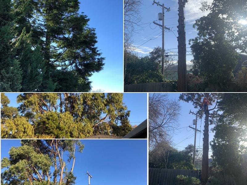 Cowboys Tree Services