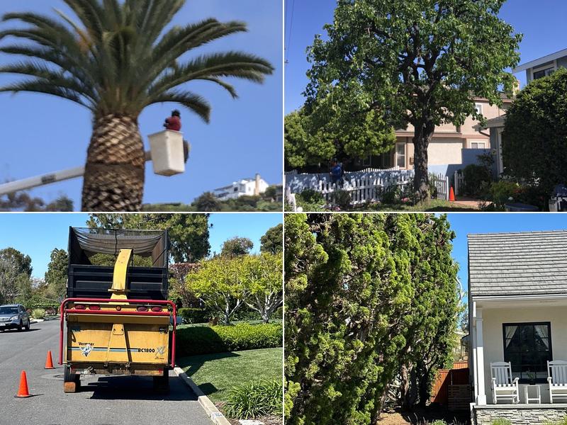 Dave's Tree Services