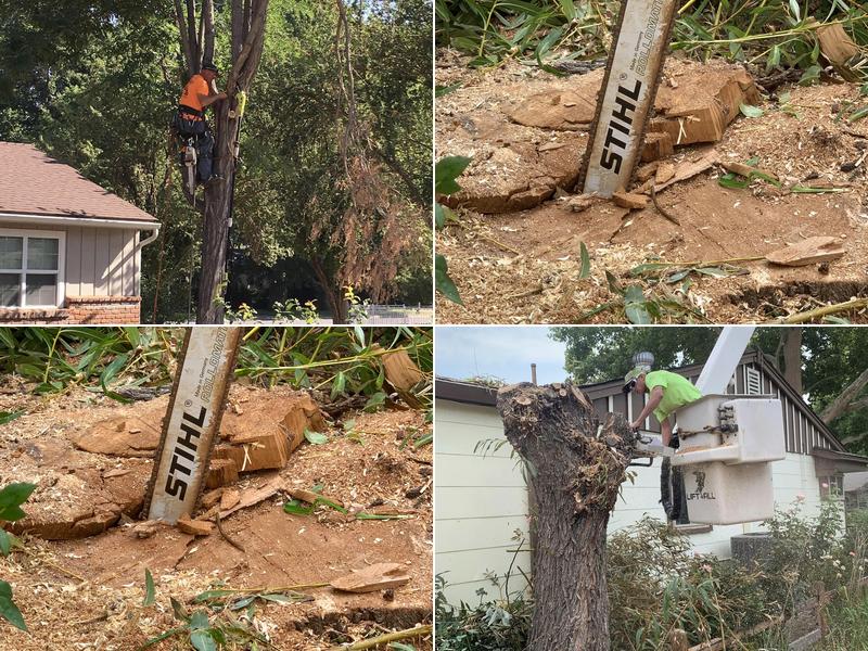 Jason Amos Tree Services