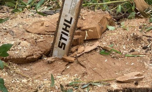 Jason Amos Tree Services Reno Nevada 89509