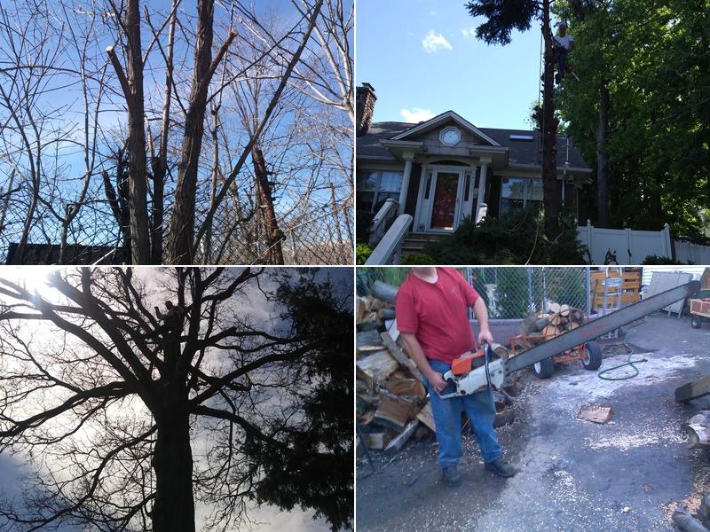 Big Macks Tree Service
