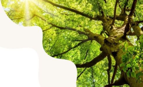 West Coast Tree Care